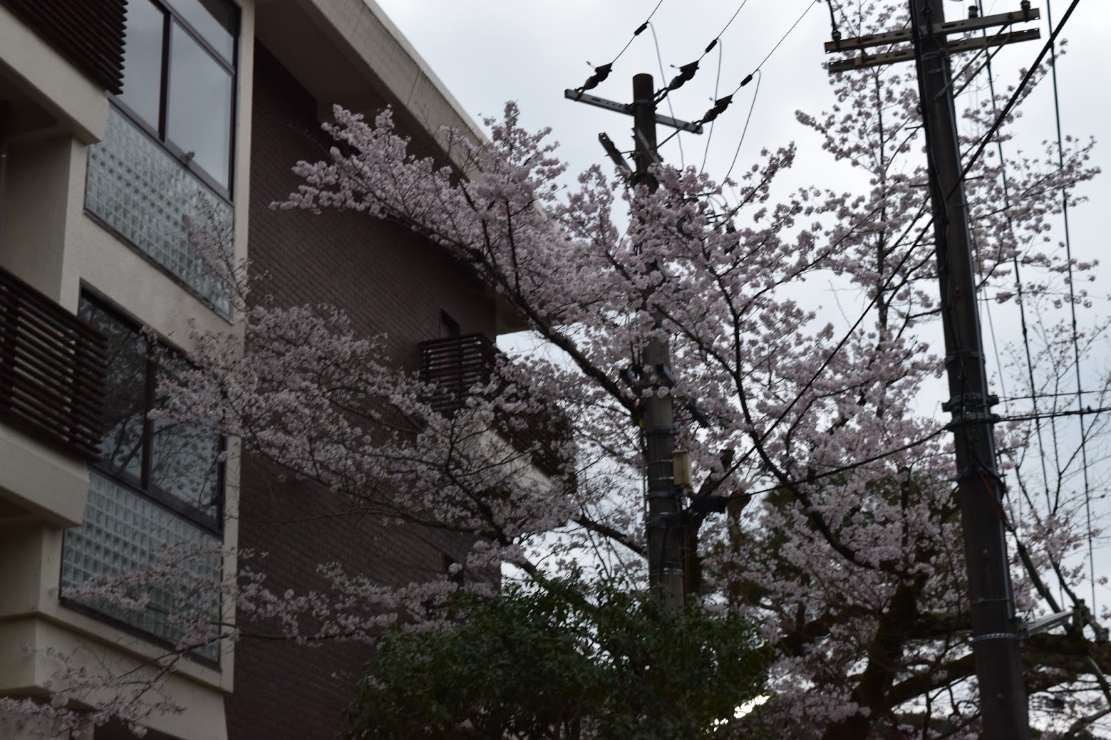 Kyoto sakura