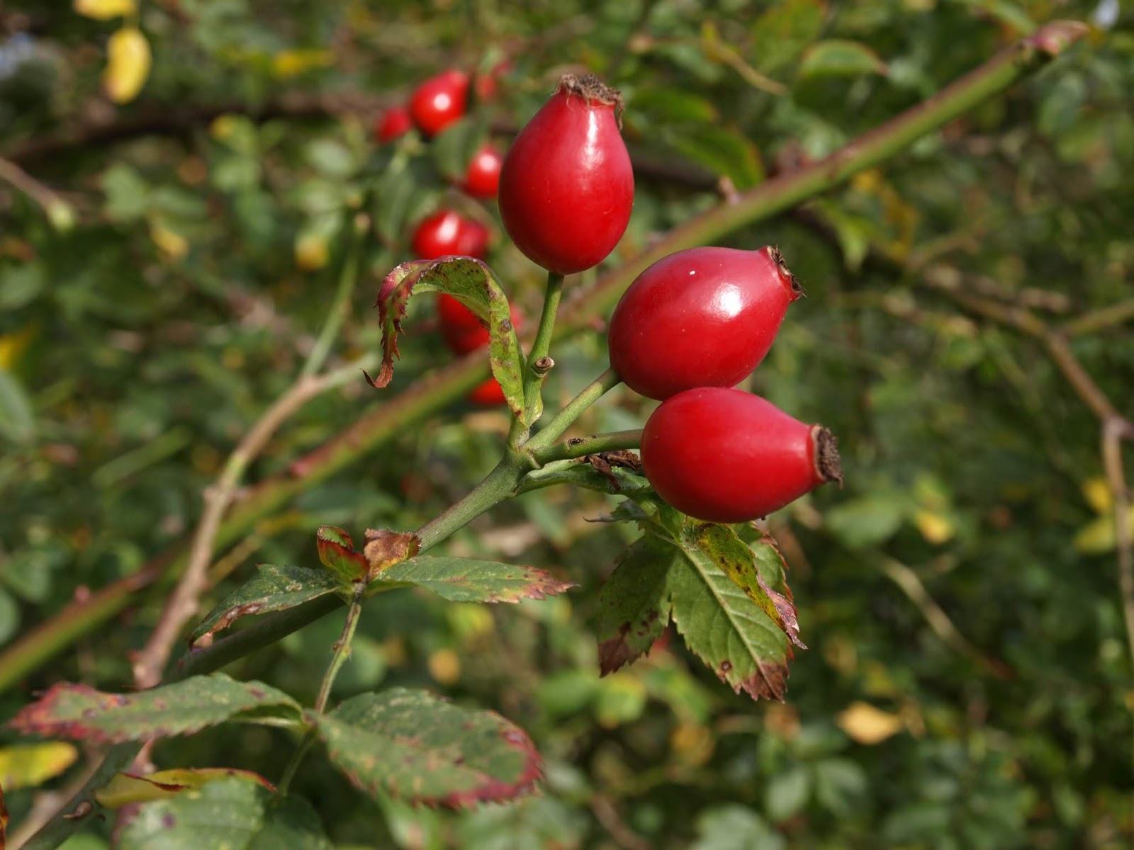 Raw Edible Plants: Dog rose (Rosa canina)