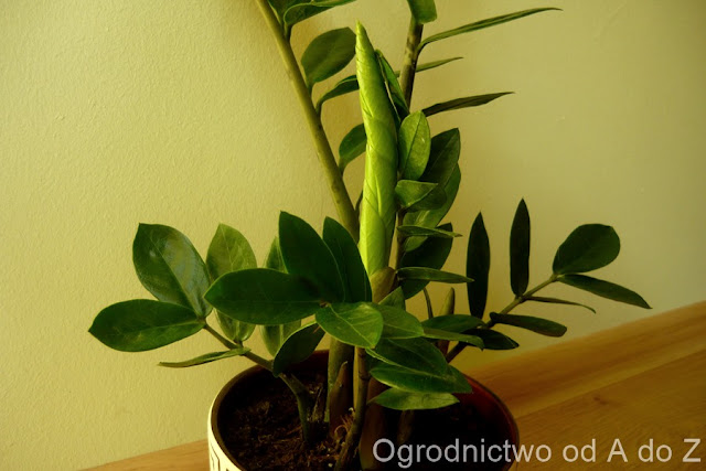 Zamiokulkas zamiolistny Zamioculcas zamiifolia
