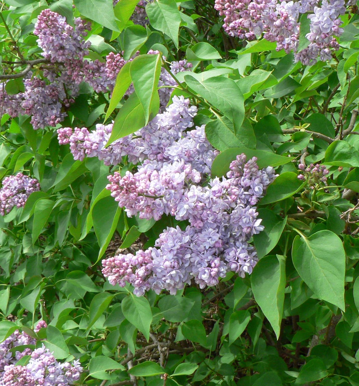 Visit My Garden: Lilacs at the Arboretum