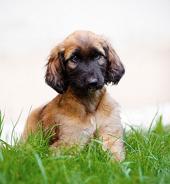 Afador (Afghan Hound Labrador Retriever mix) Temperament, Size