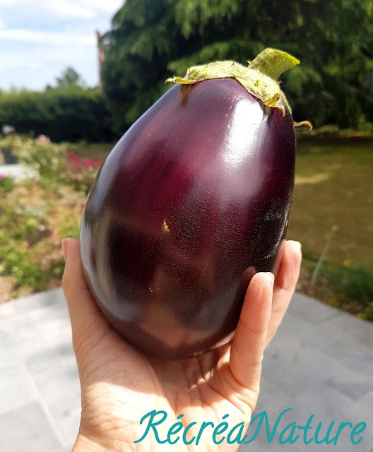 Comment Cuisiner les Aubergines pour en Tirer le Meilleur...