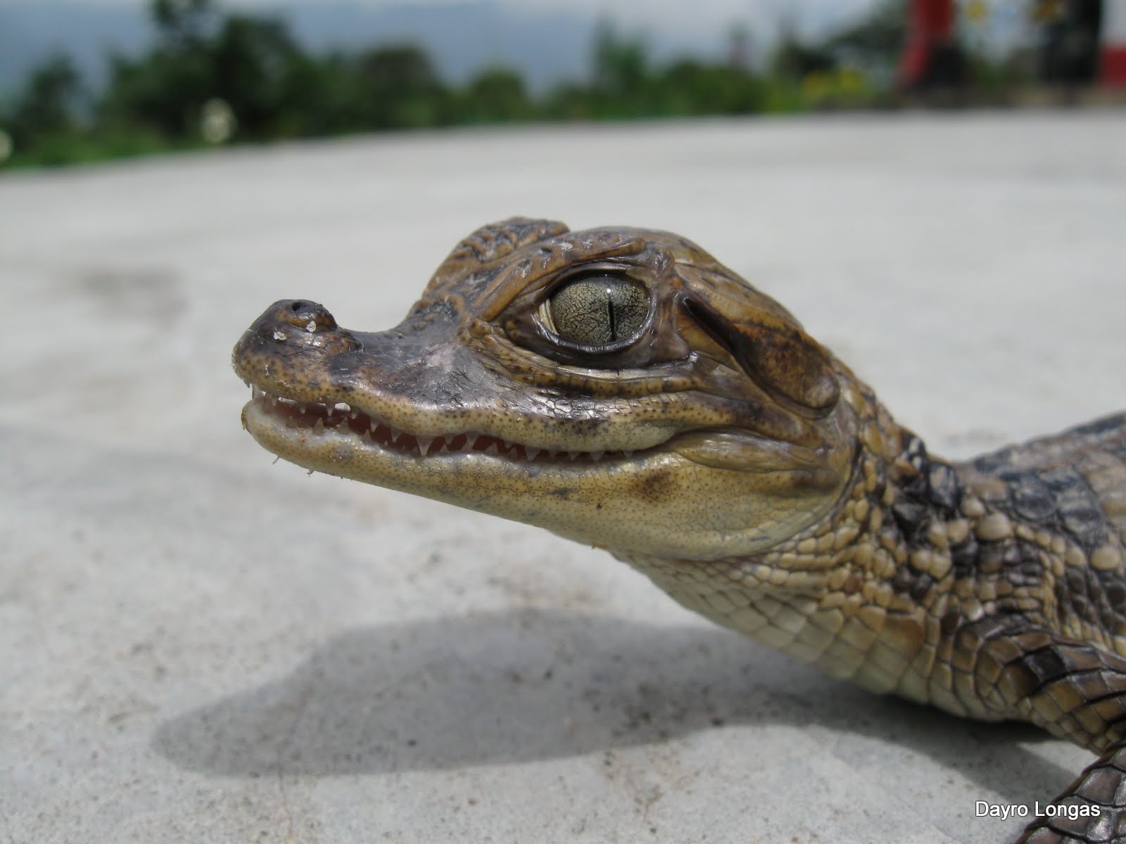 Fauna de Colombia Wildlife Colombia Babillas