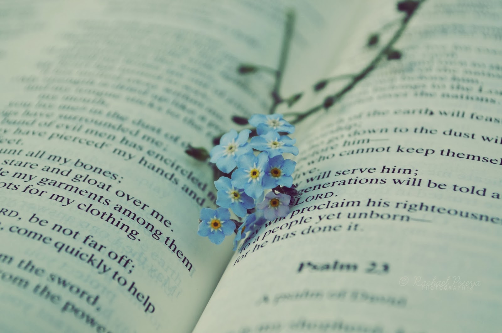 стихи на английском языке для детей. книга стихов на английском. английский стихи книжка. английская поэзия. книга цветы.