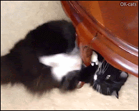 Funny Cat GIF • When your crazy cat wants to destroy foot furniture because he finds it ugly, haha