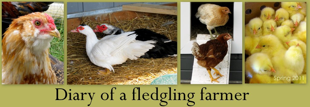 Diary of a fledgling farmer