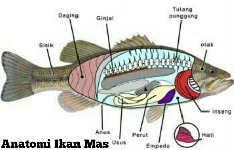 46+ Anatomi Ikan Mas - malagatd10