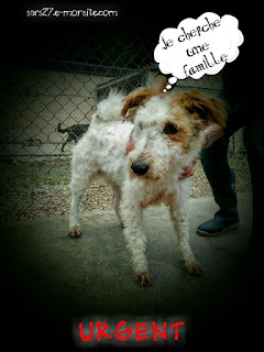 AARONNE o ARONNE  - fox terrier 5 ans - Refuge de l'Esperance à Appeville Annebault (27) AARONNE