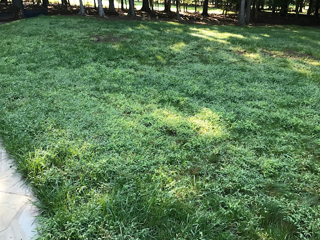 How to Kill Japanese Stilt Grass [SOLVED]