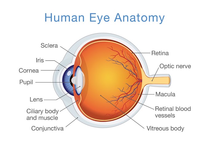 Optometry Academy Optometry Academy