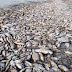 نفوق آلاف الأسماك على شاطئ صيدا بلبنان.. فيديو