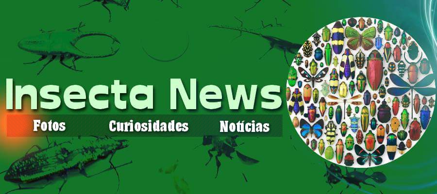 Insecta News