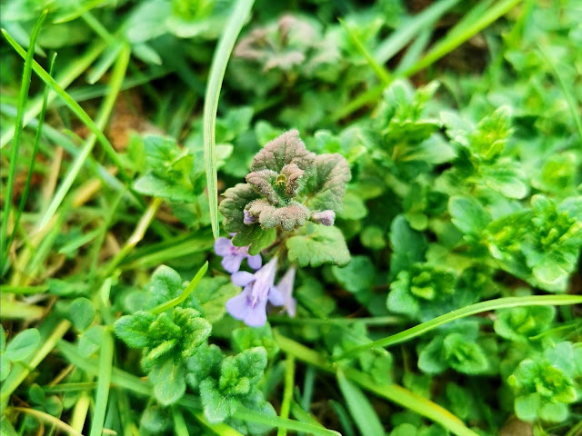 WILDKRÄUTERBRÖTCHEN AUS DER TEFAL CAKE FACTORY WILDKRÄUTERBRÖTCHEN AUS DER TEFAL CAKE FACTORY