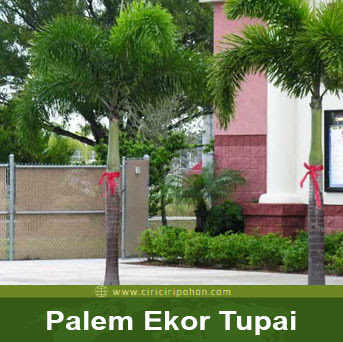 ciri ciri pohon palem ekor tupai