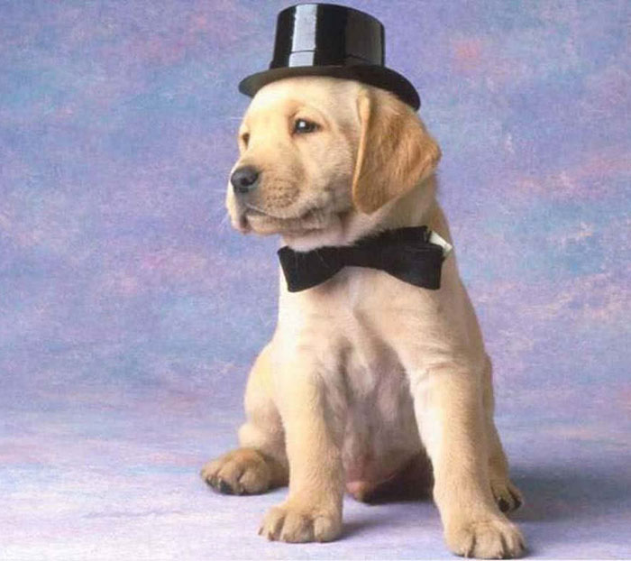 Se curan perros paraliticos