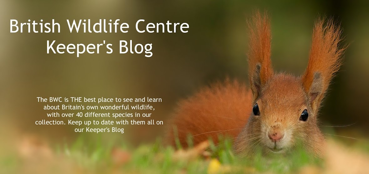 British Wildlife Centre ~ Keeper's Blog