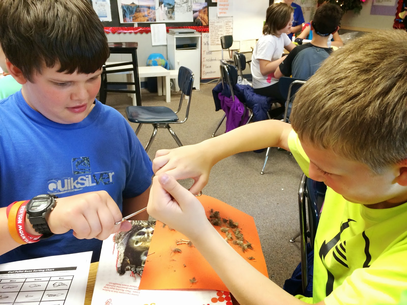 Mrs. Tanksley's Classroom Blog: Owl Pellets!