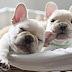 15 Reasons to Have a French Bulldog in Your House