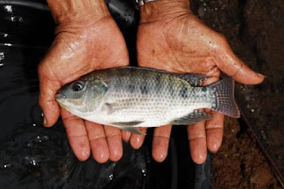 Harga Supplier Jual Ikan Nila Bibit dan Konsumsi Medan, Sumatera Utara