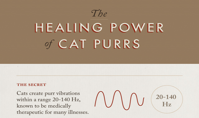 The healing power of cat purrs