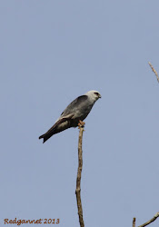 kite mississippi redgannet texas birds houston