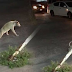 (VideO) Lelaki Nekad Bantu Anjing Lumpuh Kedua-dua Kaki Belakang, Apa yg Berlaku Ketika Dia Mahu Menolong Amat Mengejutkan