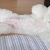 12 Things You Should Know Before Getting a Bichon Frise