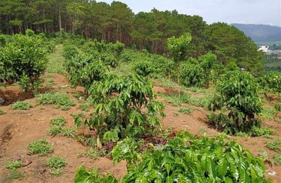 Hàng trăm ha rừng ở Lâm Đồng ‘biến mất’ do quản lý lỏng lẻo