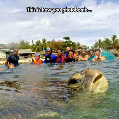 funny-turtle-photobomb-beach-sea.jpg