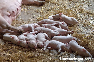 4 beginner tips for a small scale pig farmer