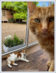 Watching The Weather with Amber and Fudge ©BionicBasil® The Pet Parade 361