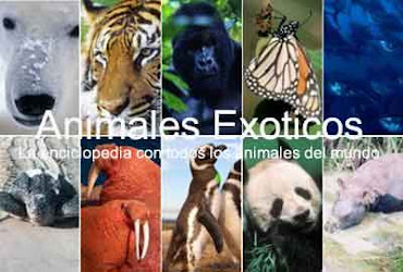 Animales Exoticos