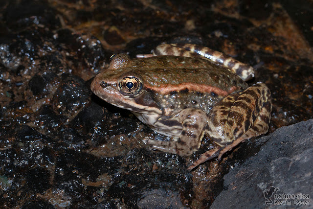 Rana draytonii - California Red-legged Frog