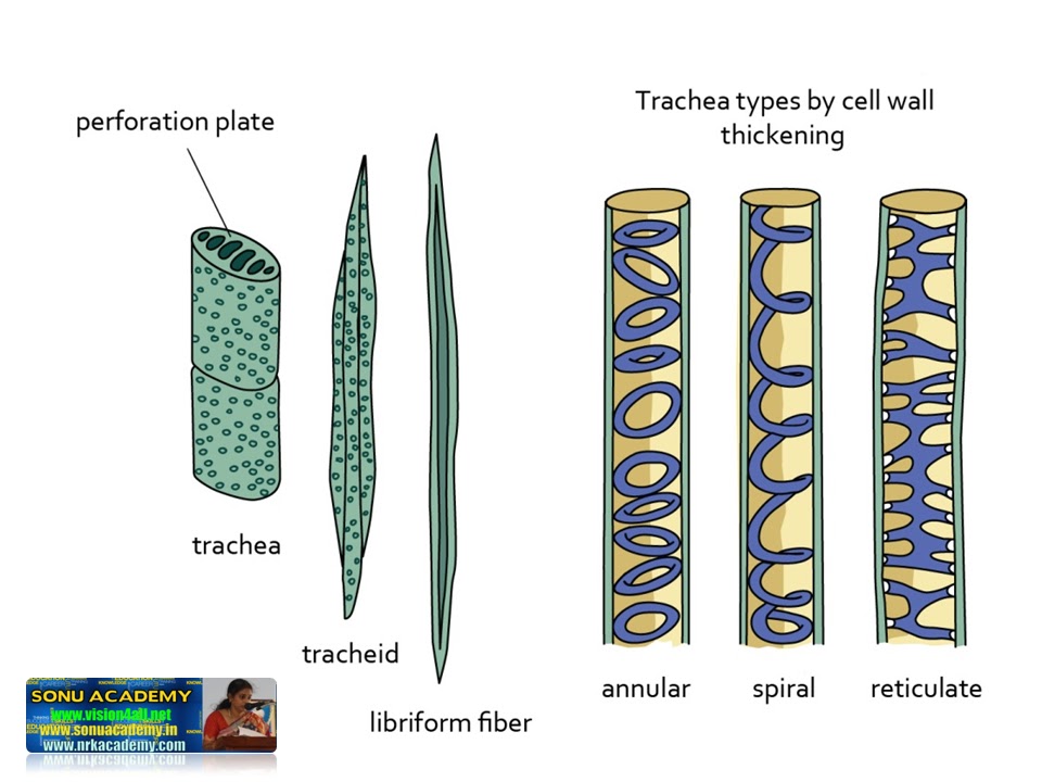 Structure Xylem Phloem Gallery - How To Guide And Refrence