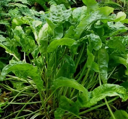 Sorrel plant