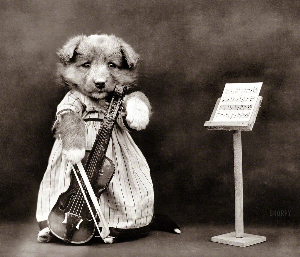 20 Funny Vintage Photos Show Animals Playing Musical Instruments as People  ~ Vintage Everyday