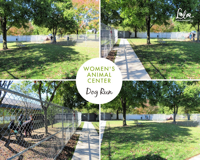 Women's Animal Center America's First Animal Shelter! LaptrinhX / News