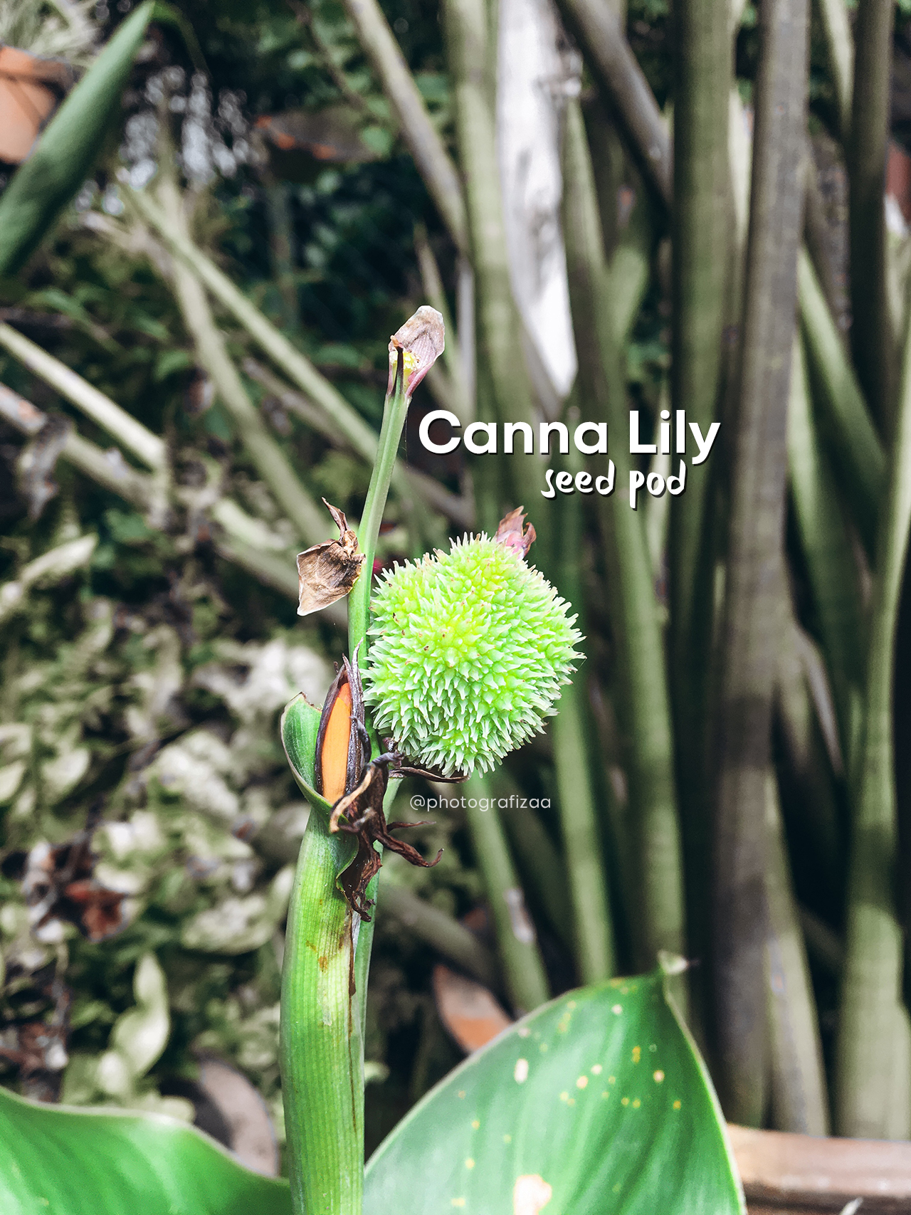 Canna Lily Seed Pod