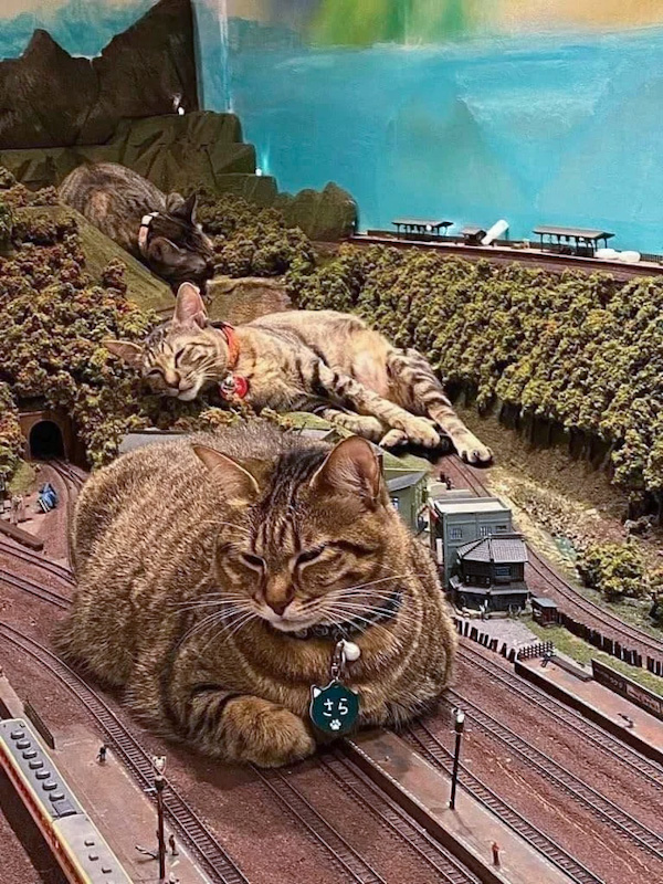 Cat Chit Chat Cats sleeping on a toy train set