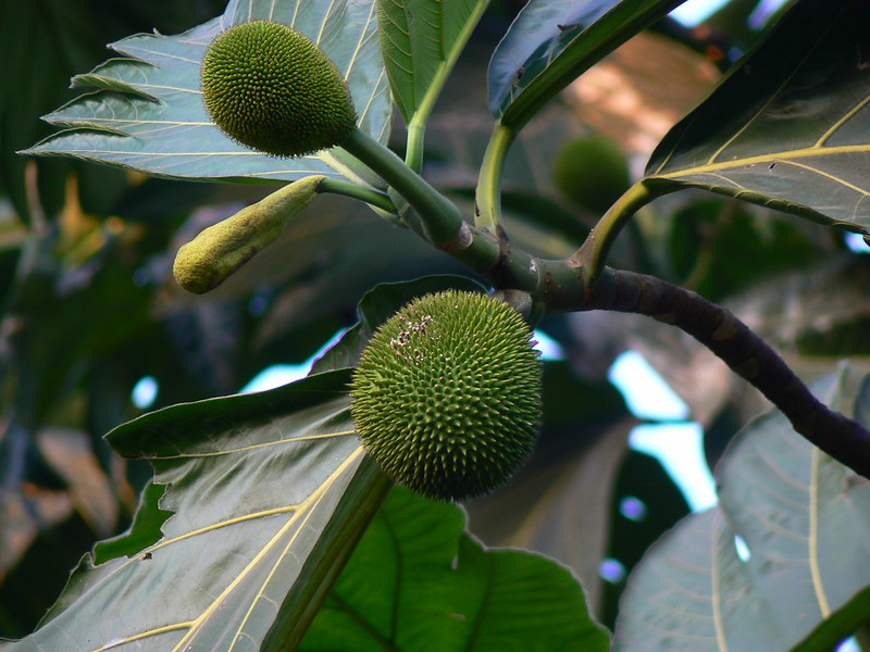 13 Manfaat dan Khasiat Tanaman Kluwih  Artocarpus Camansi 