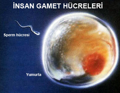 Gameat Gameat