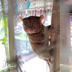 Melihat Tarsius di Belitung, Primata Terkecil di Dunia Bermata Besar Menggemaskan