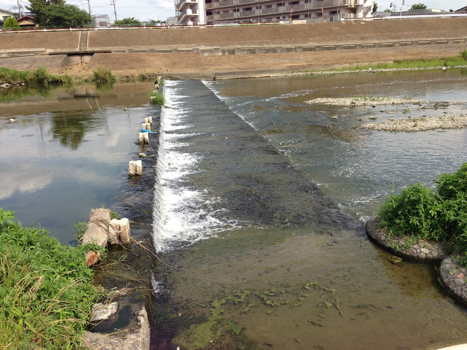 逆さナマズ: 魚種のプロフィール