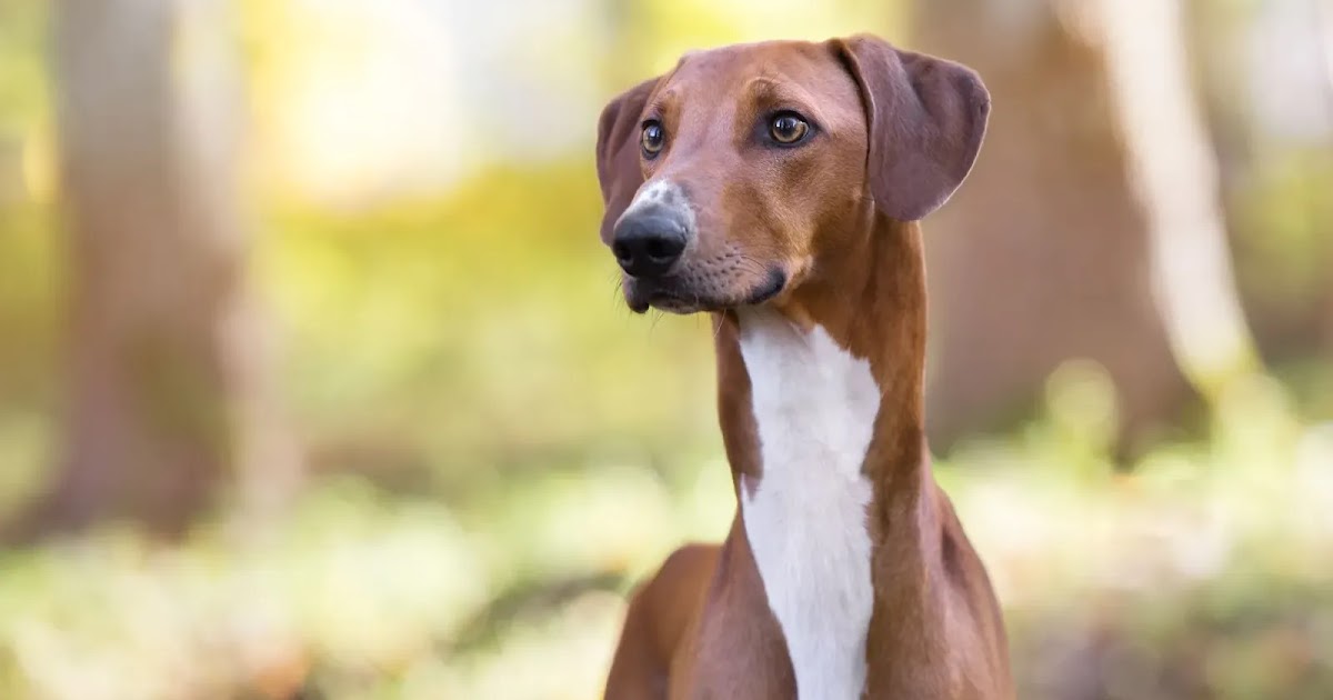 TYWKIWDBI ("TaiWikiWidbee") Sighthound