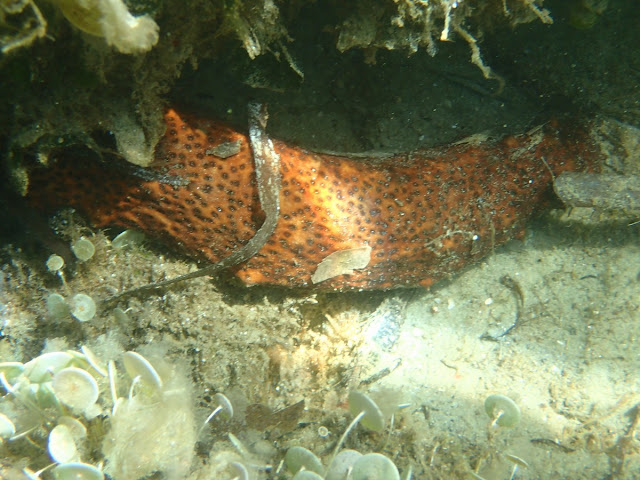 Holothuria poli Holothuria poli