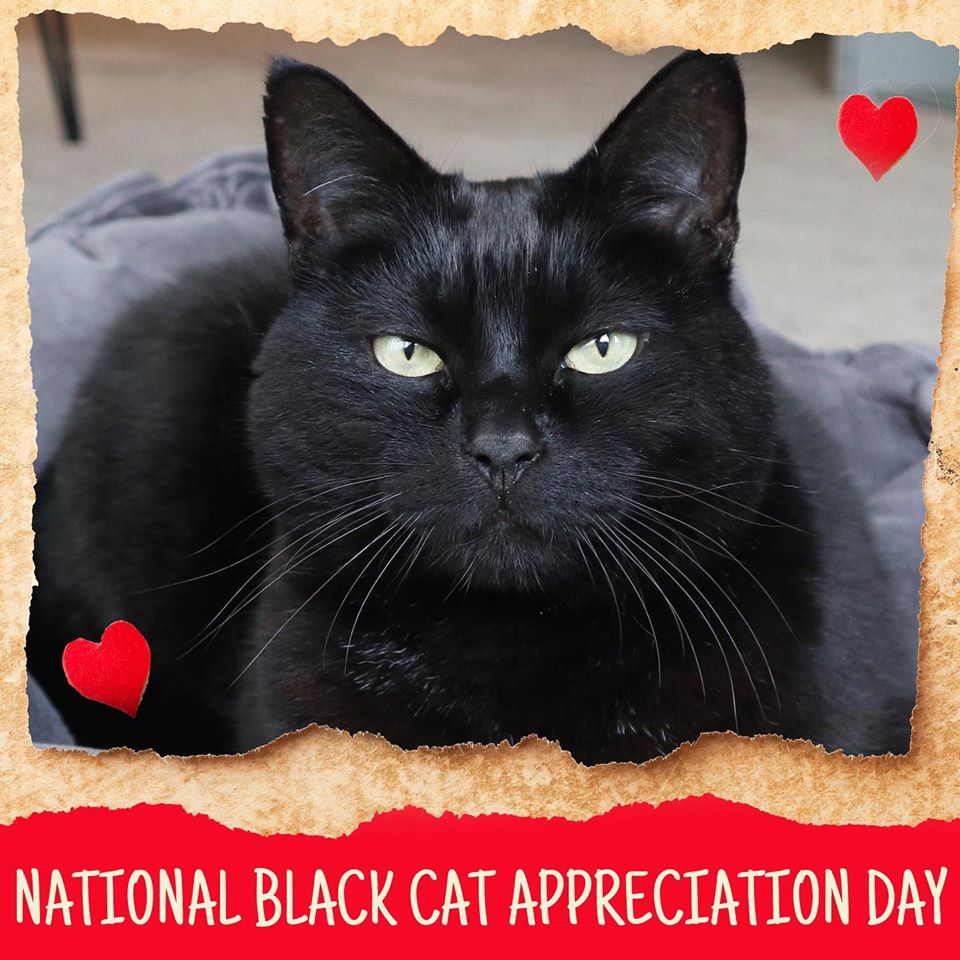 National Black Cat Appreciation Day