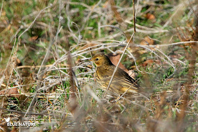 Bisbita pratense (Anthus pratensis) su presencia aquí es estacional. Esta especie únicamente se puede observar en la península durante la época invernal.