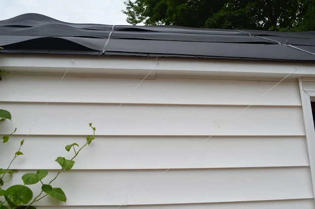 Sided garage wall with morning glory growing on it