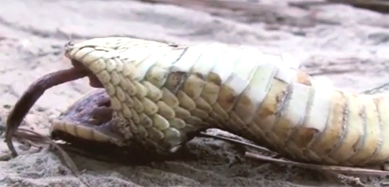 Cobras Zumbis dos EUA surpreendem o mundo se fingindo de mortas