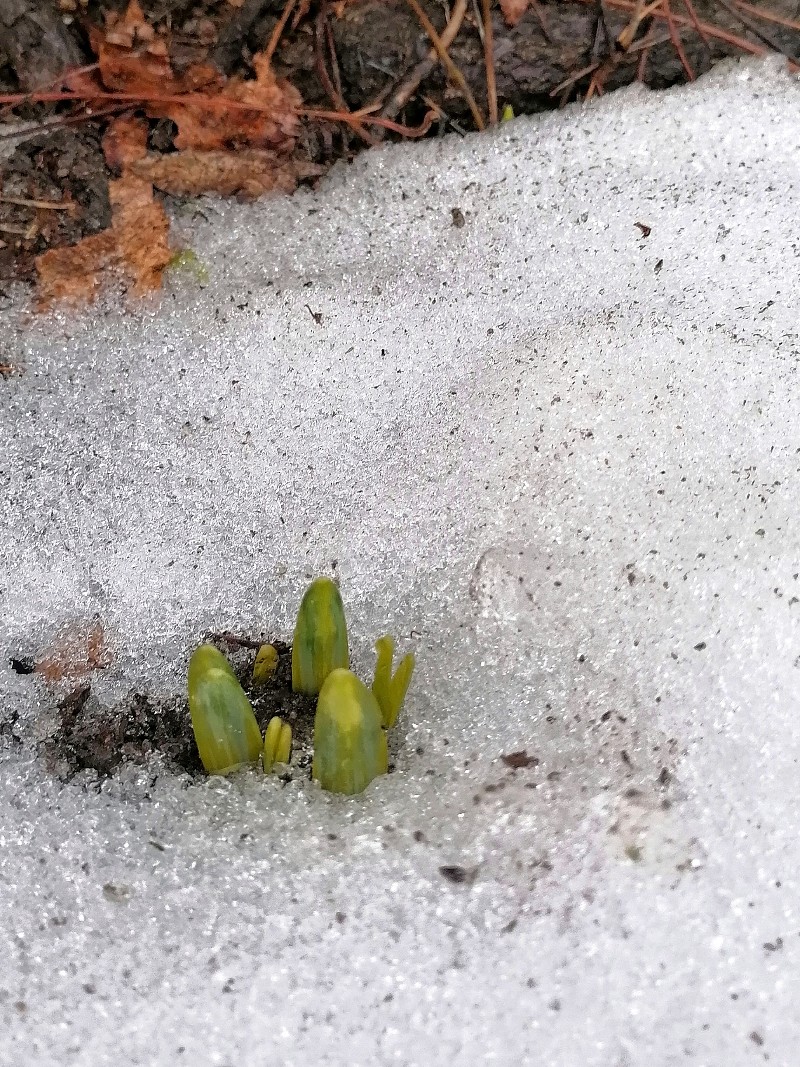 Kevään ensimmäinen kukka Narsissi hangessa